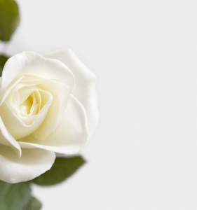 Witte roos