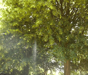 De tuin van Het Afscheidshuis